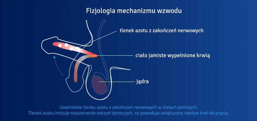 czy można zmniejszyć rozmiar penisa penis wstał, ale nie